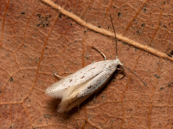 Trávovček poprášený