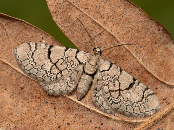 Kvetnatka knôtovková