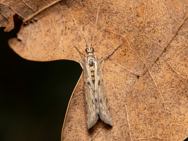 Vijačka slnečníková