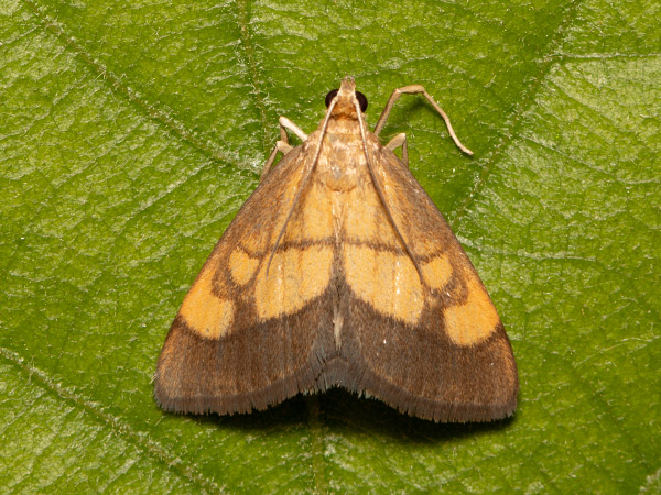 Dark Bordered Pearl