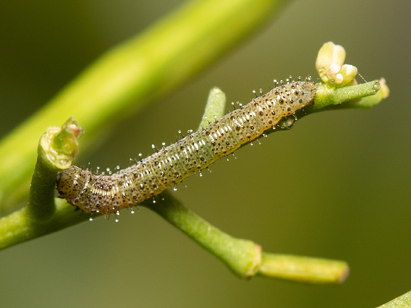 Bělásek řeřichový