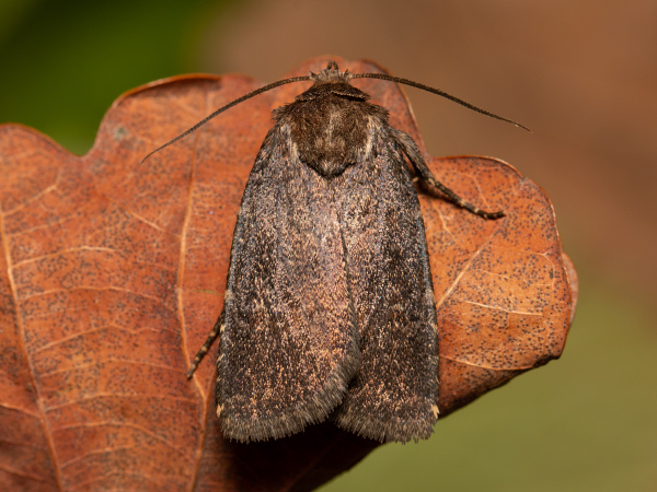 Blýskavka opencová