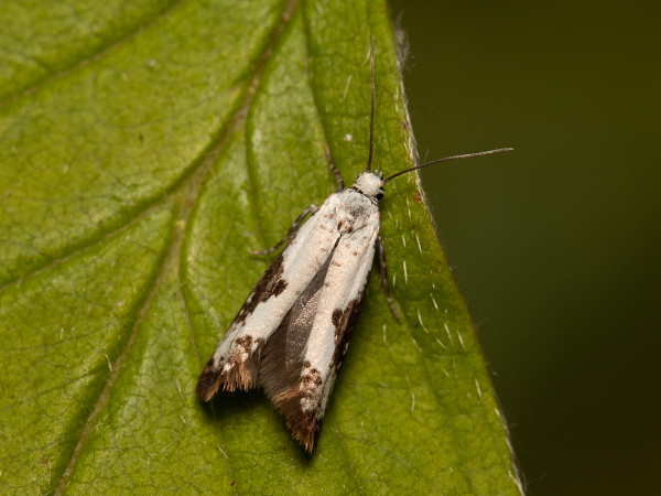 Priadzovček jaseňový