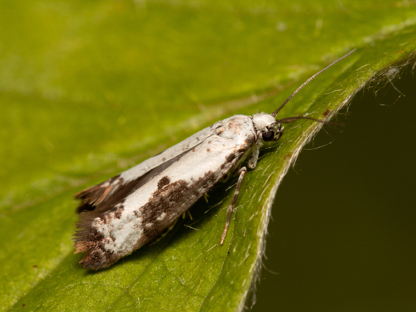 Ash Bud Moth