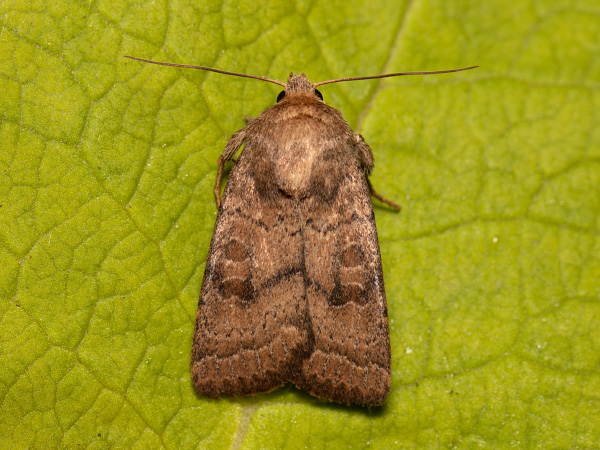 Sivkavec hviezdicový