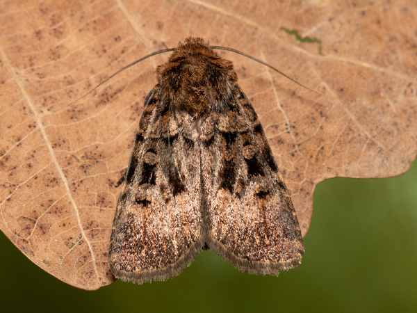 Siatica mnohoškvrnná