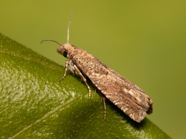 Obaľovač