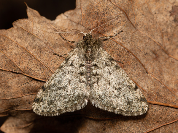 Drsnokřídlec hrušňový