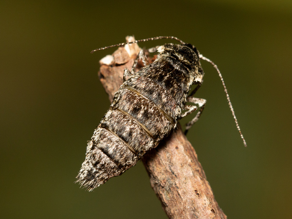 Drsnokřídlec hrušňový