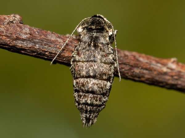 Drsnokřídlec hrušňový