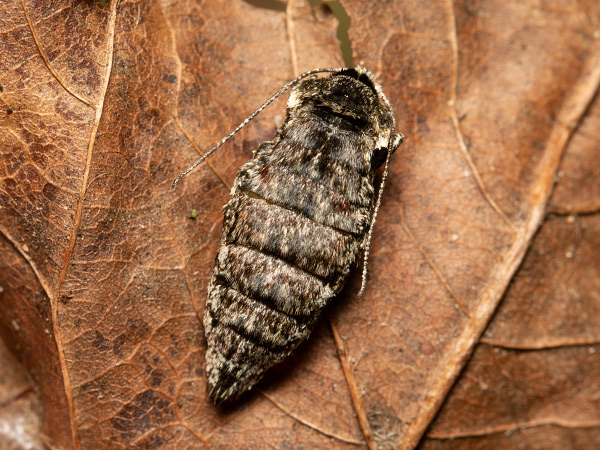 Drsnokřídlec hrušňový