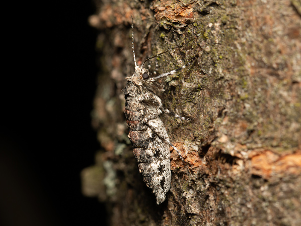 Drsnokřídlec hrušňový