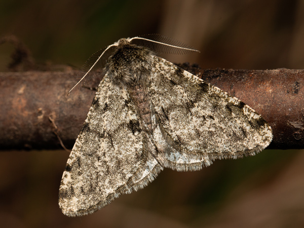 Drsnokřídlec hrušňový