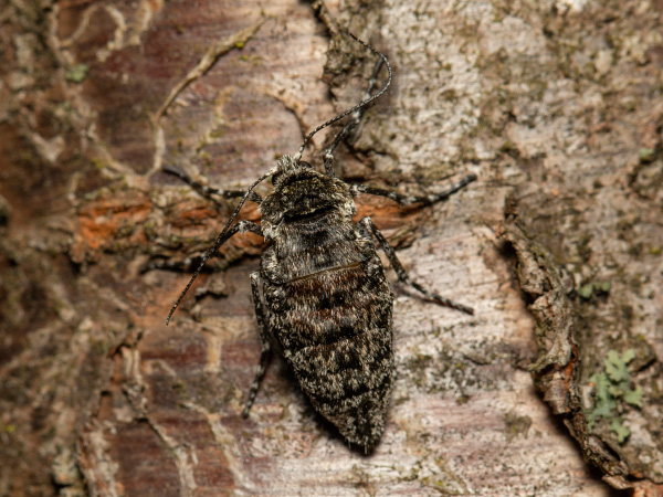 Drsnokřídlec hrušňový