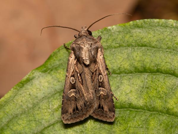 Siatica obilná