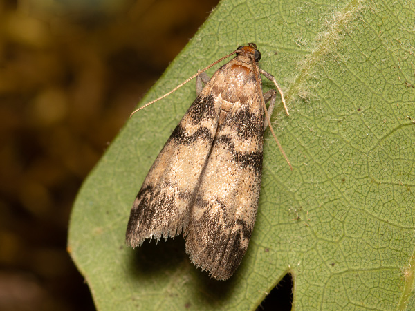 Ash-bark Knot-horn