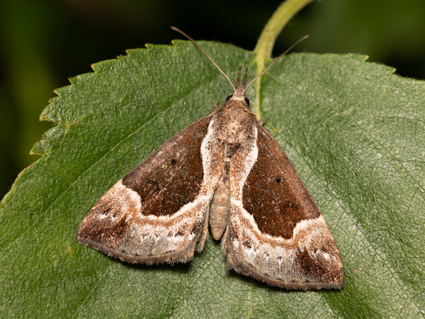 Pamora čučoriedková