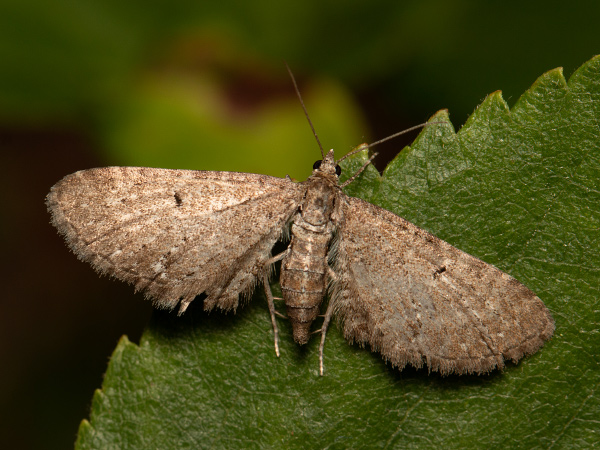 Kvetnatka čučoriedková