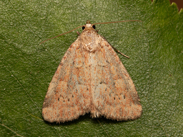 Sivkavec ovsienkový