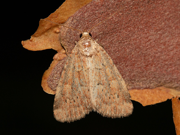 Sivkavec ovsienkový