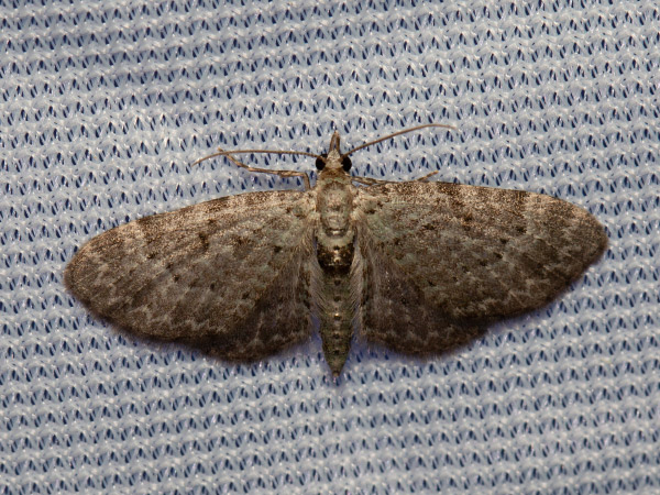 Kvetnatka čučoriedková