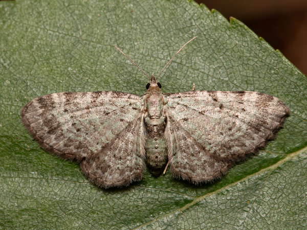 Kvetnatka čučoriedková