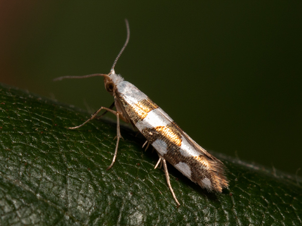 Priadzovček jelšový