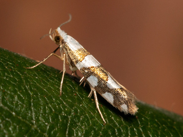 Priadzovček jelšový