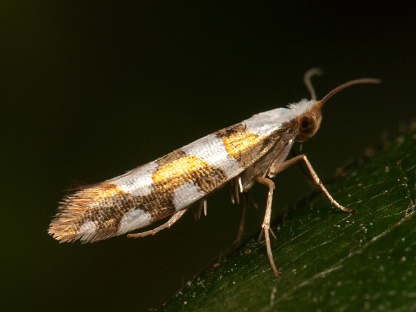 Priadzovček jelšový