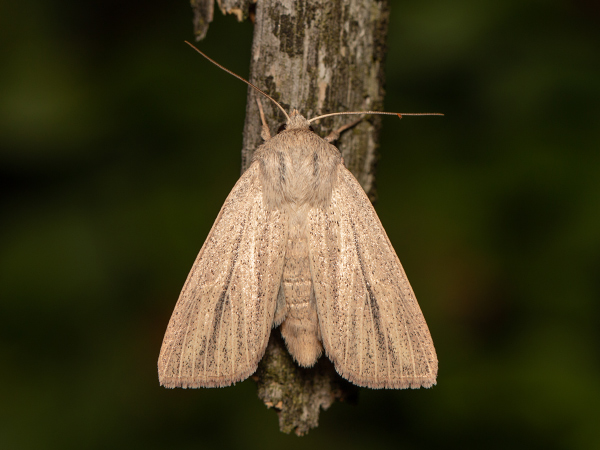Striped Wainscot