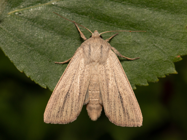 Striped Wainscot