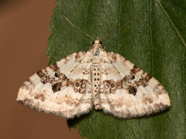 Piadivka štiavcová