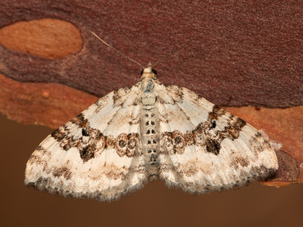 Piadivka štiavcová