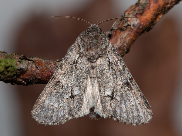 Mramorovka vachtová