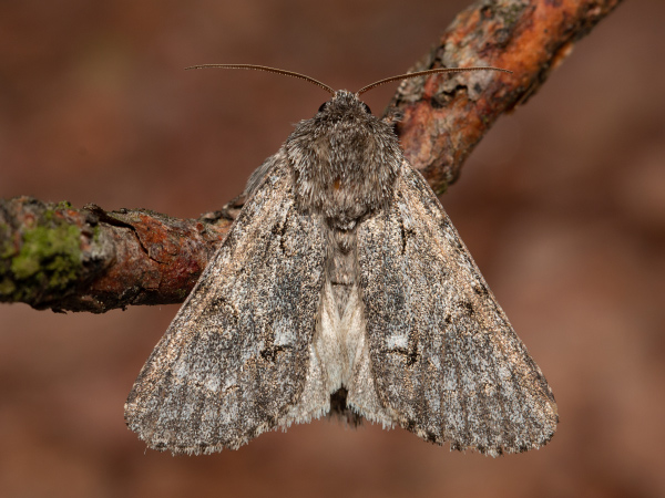 Mramorovka vachtová