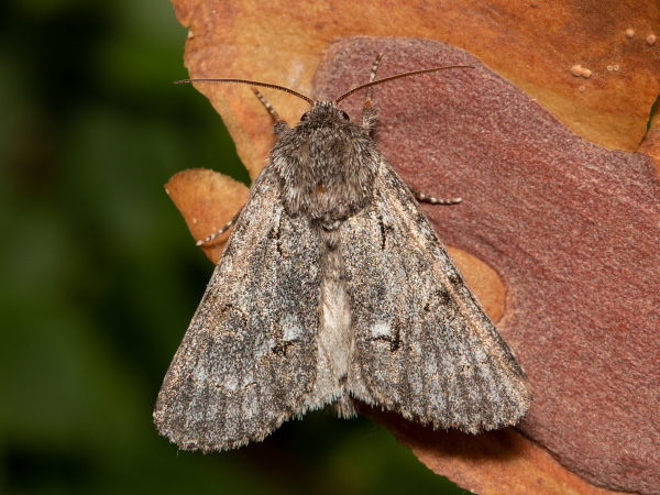 Light Knot Grass
