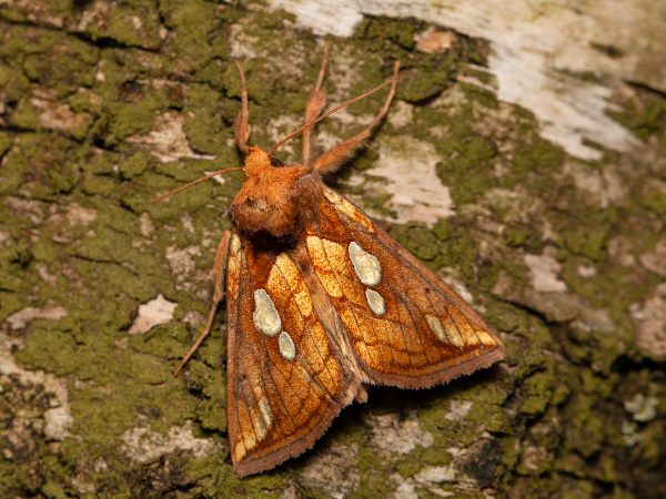 Lempke’s Gold Spot