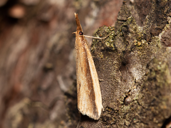 Scarce Water-veneer