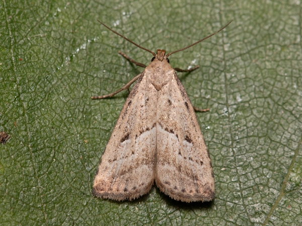 Marsh Oblique-barred