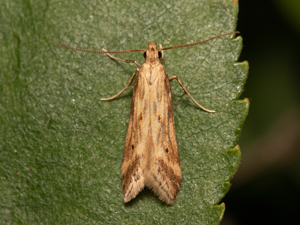 Burdock Seedhead Moth