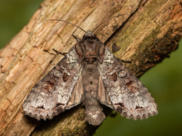 Pamora čučoriedková