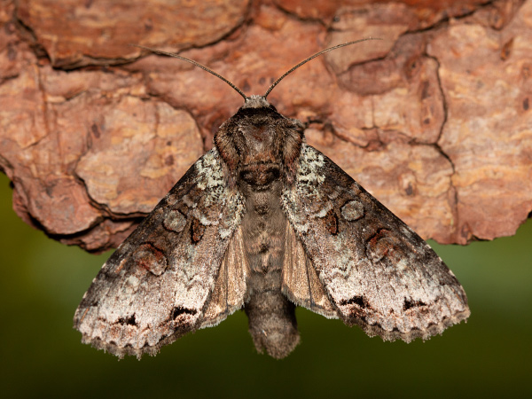 Pamora čučoriedková