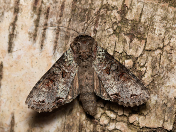 Pamora čučoriedková