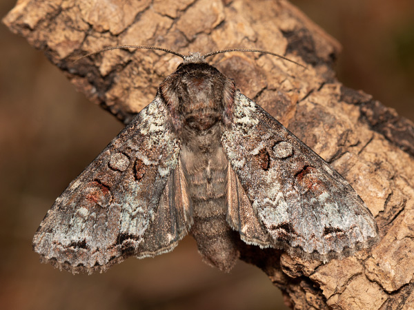 Pamora čučoriedková