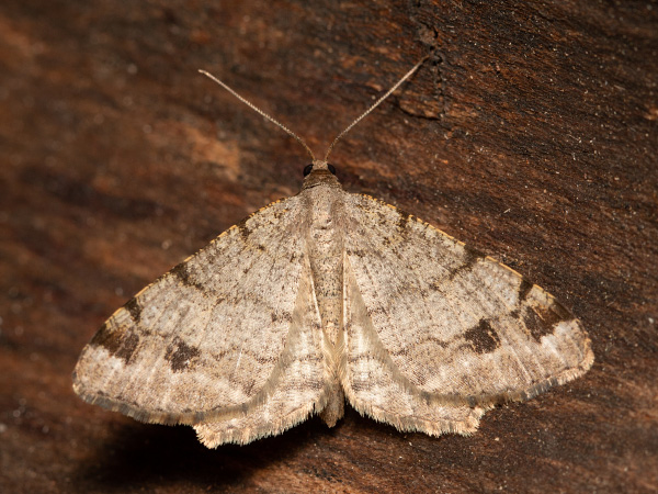 Common Angle