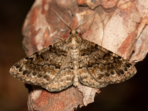 Fichtenmischwald-Baumspanner