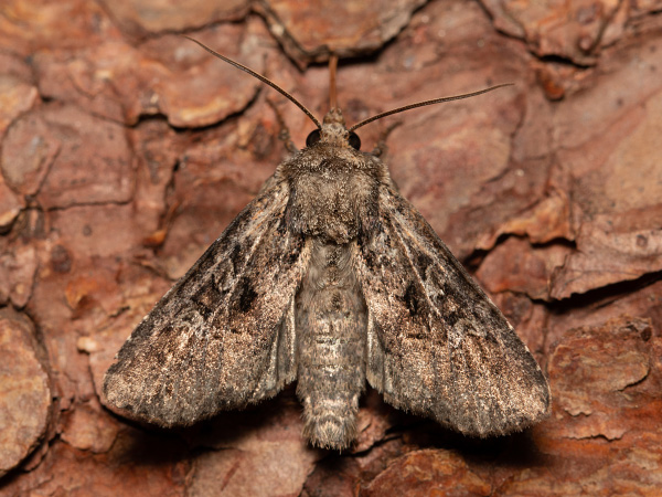 Small Clouded Brindle