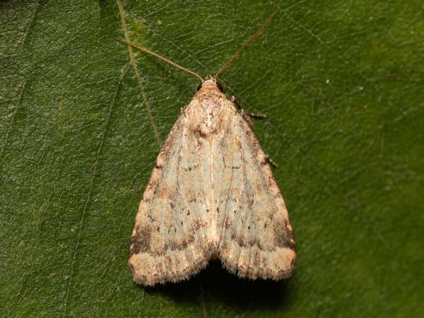 Small Dotted Buff
