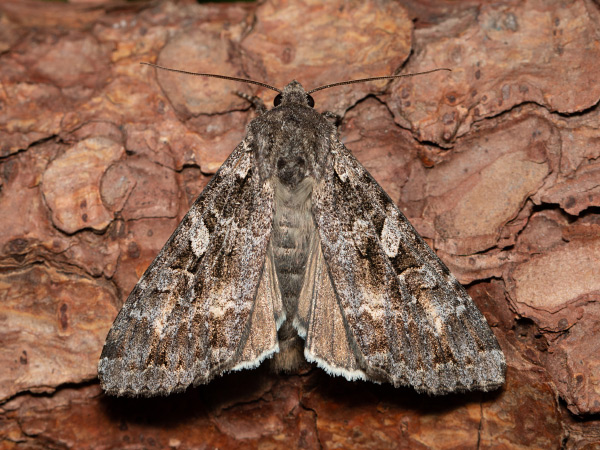 Great Brocade