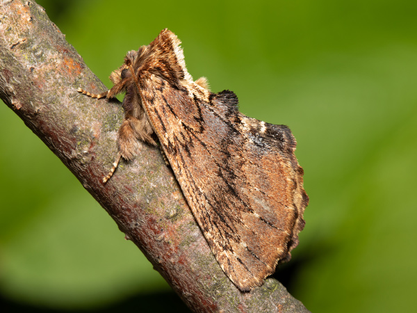 Coxcomb Prominent